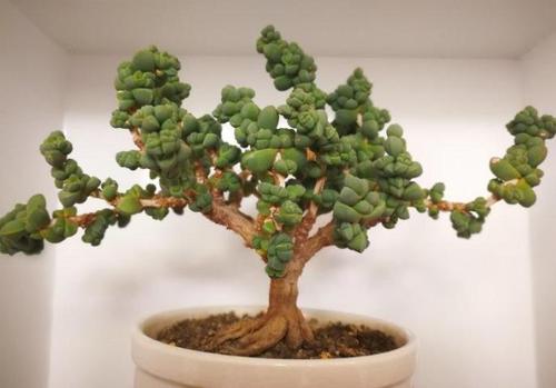 张大爷真厉害!普普通通的鹿角海棠养成老桩,精致漂亮好像艺术品