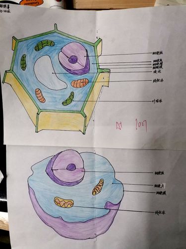 观细胞之微,感生命之美---卓立2019级动植物细胞结构图(绘画,模型)