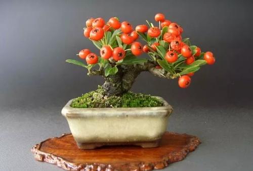 火棘盆景的鉴赏与制作管理