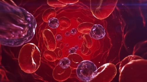 血红细胞在血管中流动