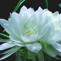 藏族雪莲花头像_微信头像图片大全