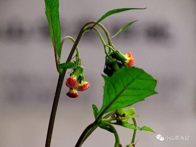 江南秋日野菊辨识手册来了