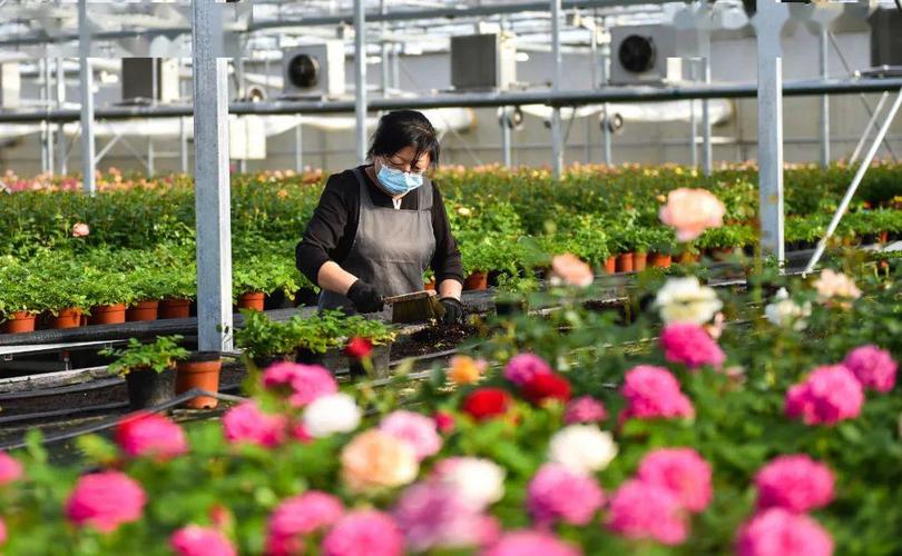 太原市晋源区打造全省最大花卉集散基地