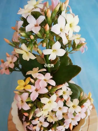 长寿花—新力(梦幻)(七彩糖条)_日记_养花日记_家居家装_家居装饰