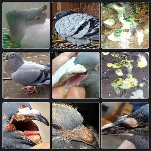 高档特鸽赛鸽命特好药救信鸽病毒b疾病肠炎伤寒感染不