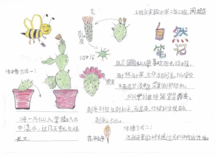 自然笔记|全国青少年自然笔记大赛优秀作品欣赏(第七