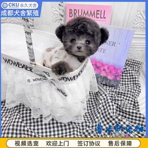 重庆犬舍纯种灰色泰迪犬幼犬宠物狗茶杯犬不掉毛立耳飞耳泰迪活体