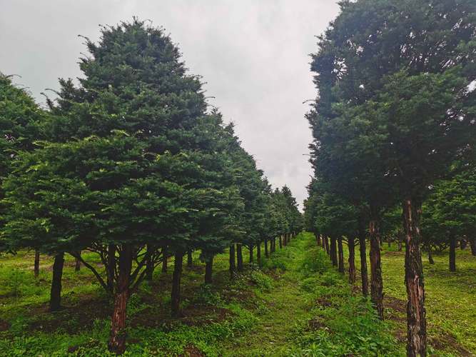 壁纸 成片种植 风景 树 植物 种植基地 桌面 2200_1650
