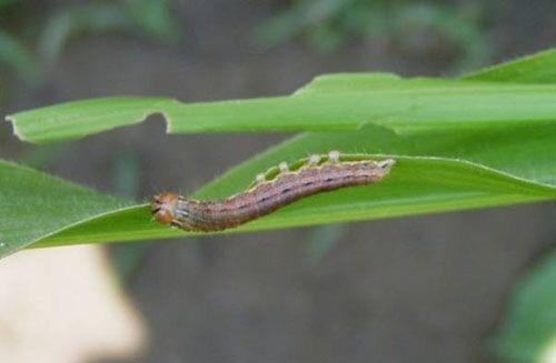 玉米粘虫怎么防治