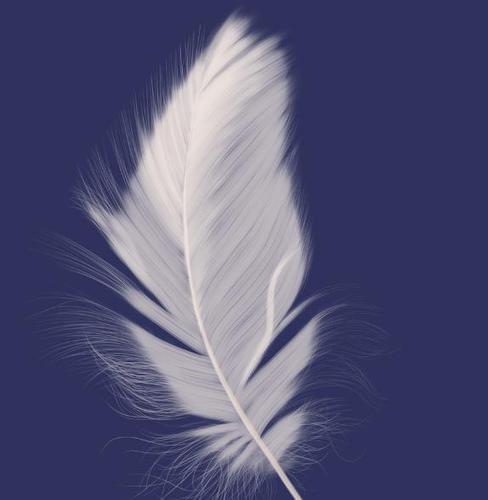 选出你最喜欢的一根羽毛,测出你的心理年龄在什么阶段