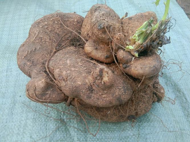 贵州中草药材野外生蛇莲500g高山雪胆曲莲罗锅底苦金盆赛金刚杞里香