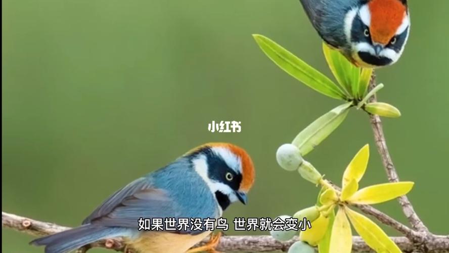 "鸟王"艾雅康_鸟_社科_科学科普