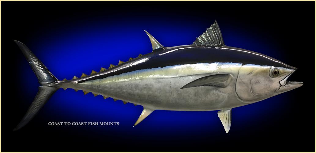bluefin tuna fish mount