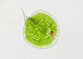 扁眼虫,红色为眼点(来源:百度图片)