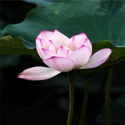 佛教用的微信莲花头像图片素材