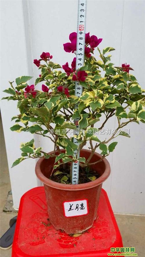 蓝月亮三角梅,三角梅种植户,广西三角梅