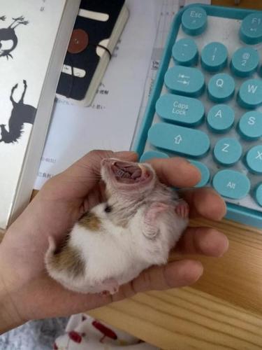 猫咪犯错误 咬死了主人的仓鼠 一脸不安的样子令人捧腹