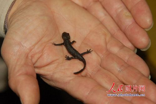 马鞍山发现国宝级动物中国小鲵