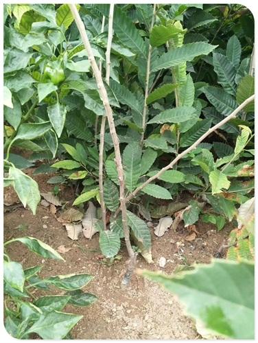 板栗树上小枝发病多发生在桠杈部位.在栗树发芽