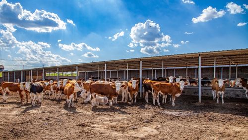 大河塔镇兰家峁村肉牛养殖基地