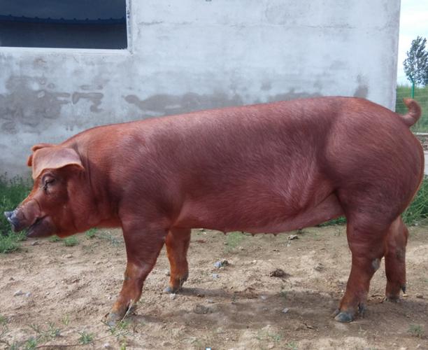 【寿阳】法系杜洛克母猪