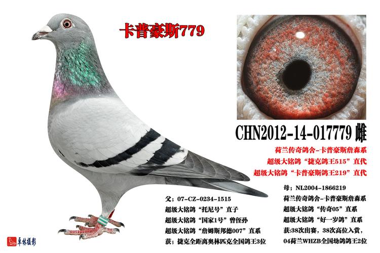 观看竞标过程 运输描述 本鸽业展厅网址;http://pxgy.ag188.