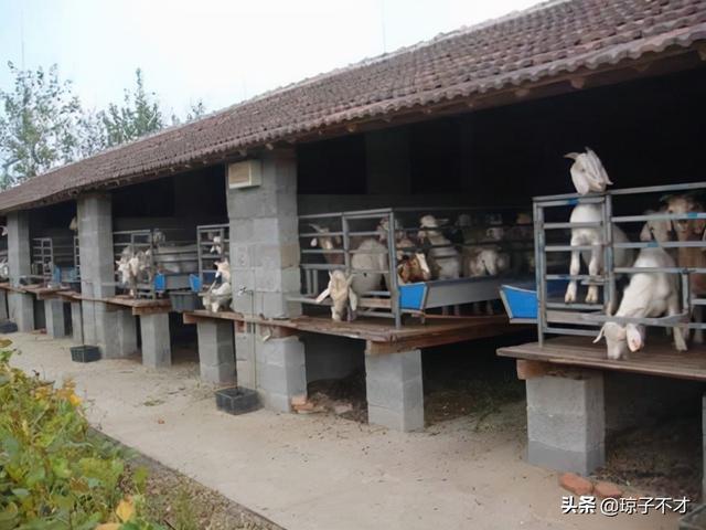 农村养羊的圈舍类型很多各不相同