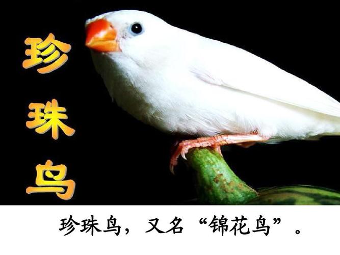 21,珍珠鸟(好)ppt