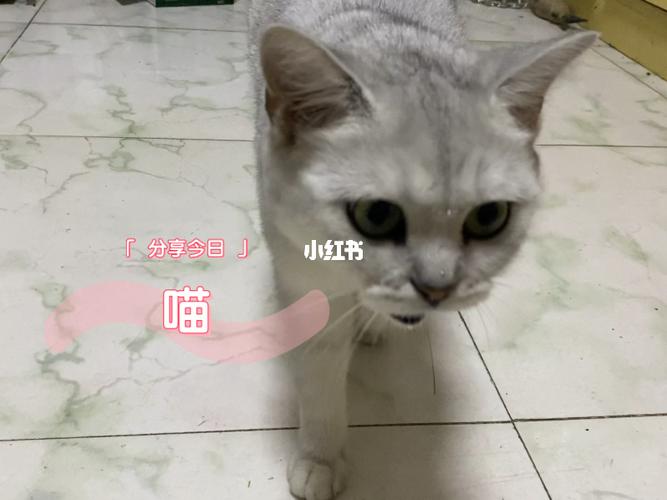 奶声奶气的猫叫声_宠物_我家宠物好可爱_宠物_猫_晒猫
