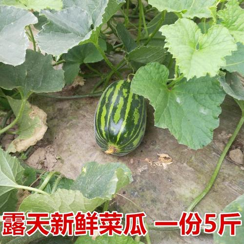 新鲜花皮梢瓜黑皮烧瓜酥瓜花皮菜瓜口味脆嫩5斤青皮脆瓜顺丰包邮