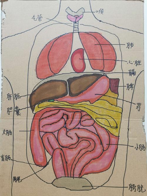 科学作业:人体器官图