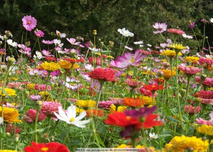花丛风景太阳花花海,花丛小花花朵格桑花,花草景观自然风景