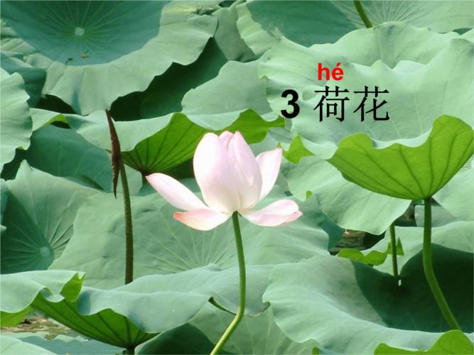 语文人教版三年级下册荷花.荷花ppt课件.ppt 27页