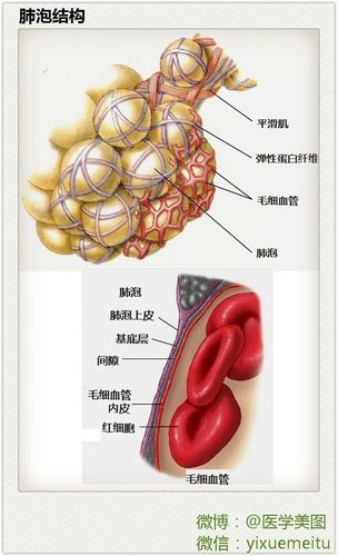 医学基础 l 肺泡结构