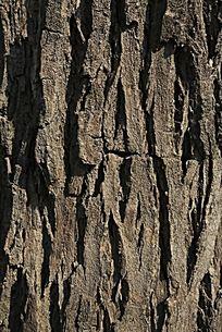 槐树树皮纹理