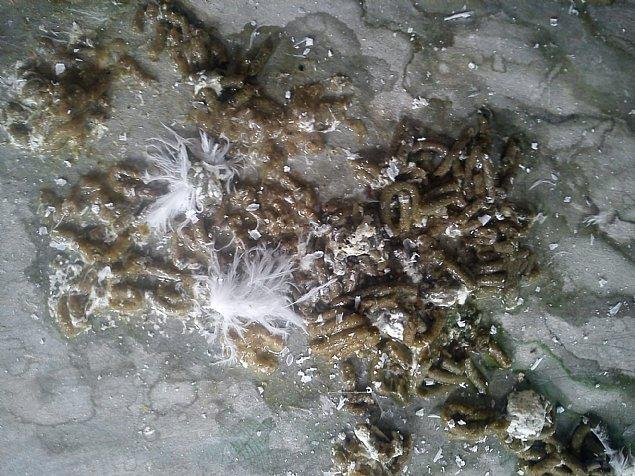 鸽子毛滴虫粪便图.毛滴虫,本病又称口腔溃疡,亦称为"鸽癀".