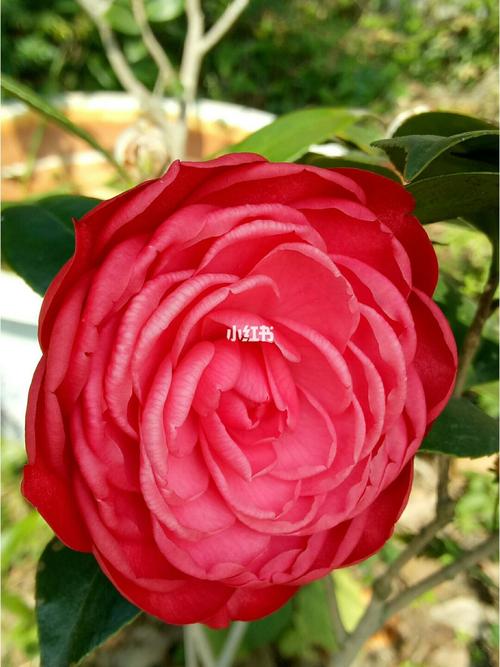 红玫瑰让人赏心悦目!_红玫瑰_家居家装_家居装饰