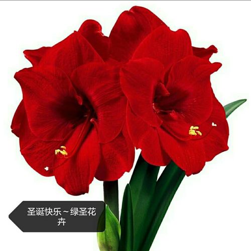 生产,批发荷兰南非种球朱顶红圣诞快乐红色青州黄楼花卉
