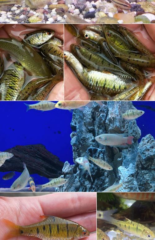 条纹小鲃自养野生活体包邮二须鲃观赏鱼原生冷水鱼斗鱼伴侣普叉