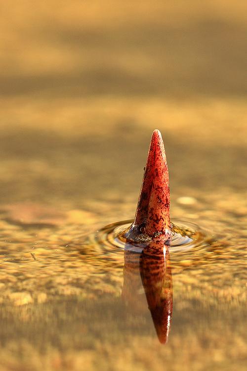 反季节图片——小荷才露尖尖角