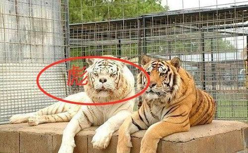 为何这只虎被称为彪?