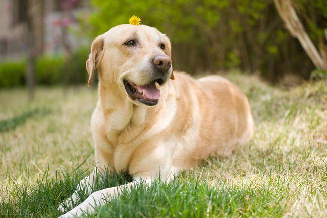 拉布拉多犬的优点你知道吗