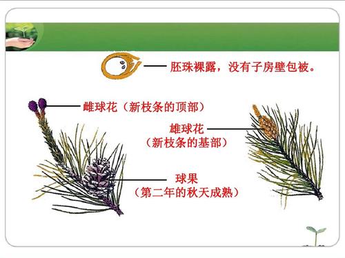 冀教版七上生物第三章 形形色色的植物第5节《裸子植物》参考课件 (共
