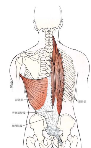 松解胸腰筋膜与竖脊肌腱膜