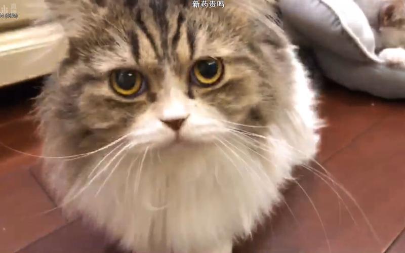 李喜猫李喜喵20181110晚直播喜猫和猫猫都是天使
