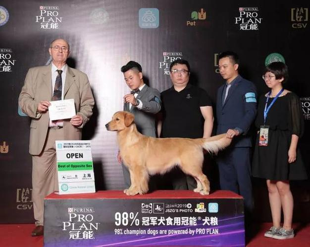 2019年cku全犬种fci国际冠军展(cacib)母犬冠军bos,指导手:聂国良