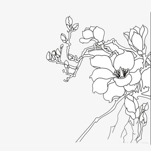 手绘绽放的玉兰花
