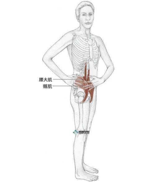 保持骨盆前倾,向右旋转脊柱上部(胸椎和颈椎),同时收紧臀大肌并利用