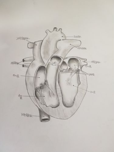 素描版心脏结构图.   