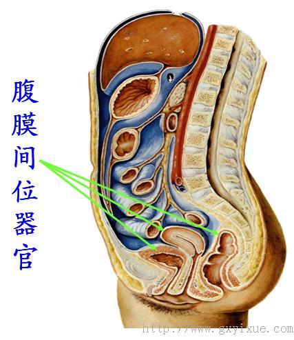 腹膜与脏器的关系 - 解剖生理学网络多媒体课程